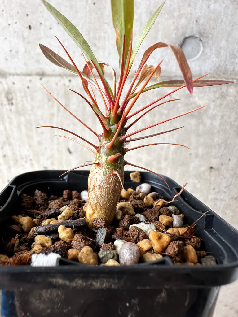 【現品限り】フォークイエリア・プルプシー【S15】 Fouquieria purpusii