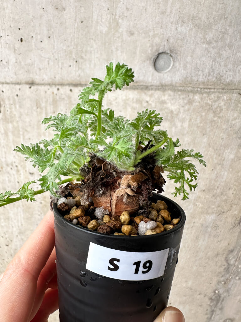 現品限り】ペラルゴニウム・アッペンディクラツム【S19】 Pelargonium