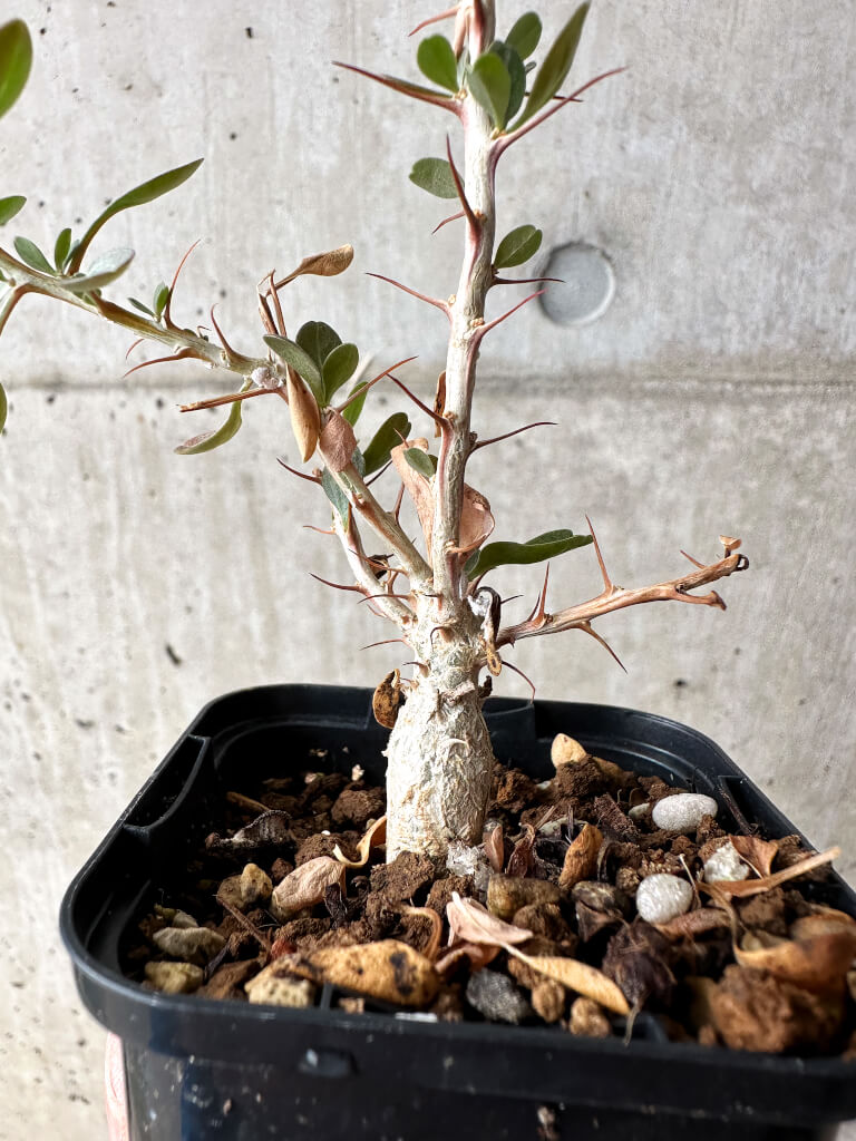 【現品限り】フォークイエリア・コルムナリス 観峰玉【S1】 Fouquieria columnaris