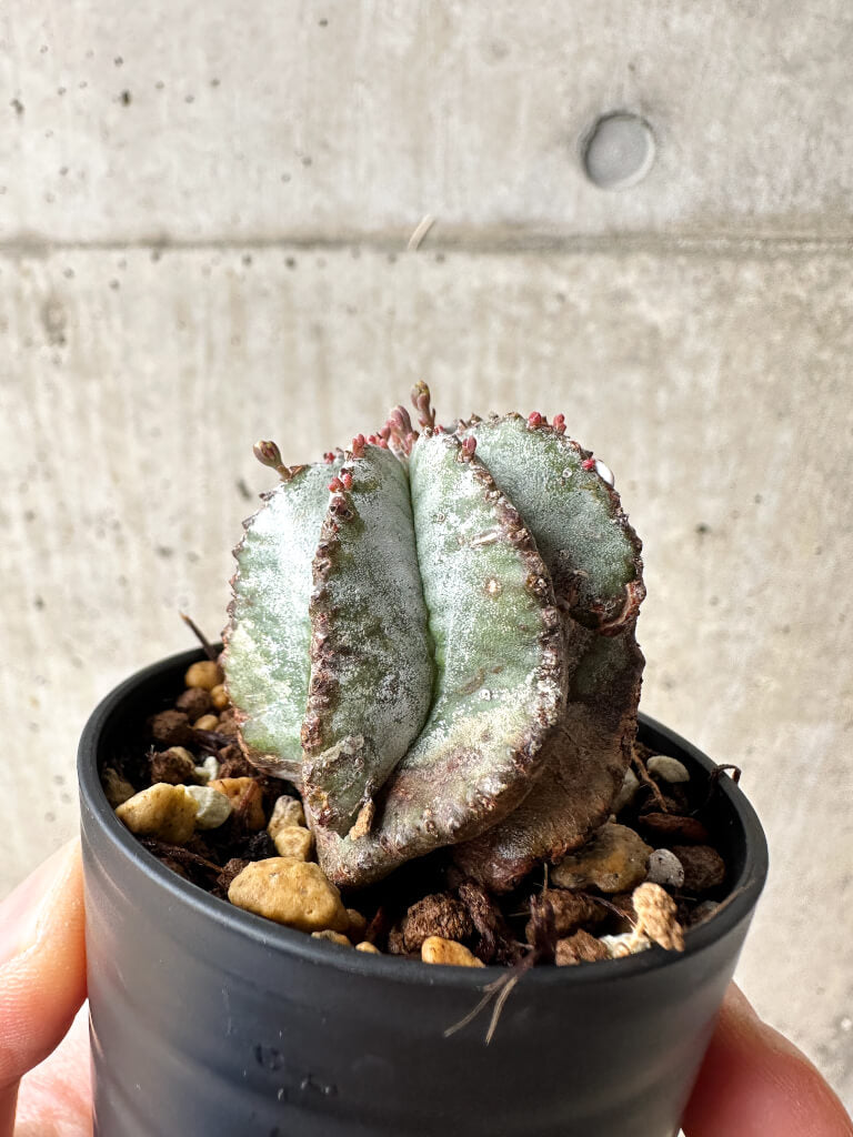 【現品限り】ユーフォルビア・ホリダ・アルバ【S21】 Euphorbia horrida Alba