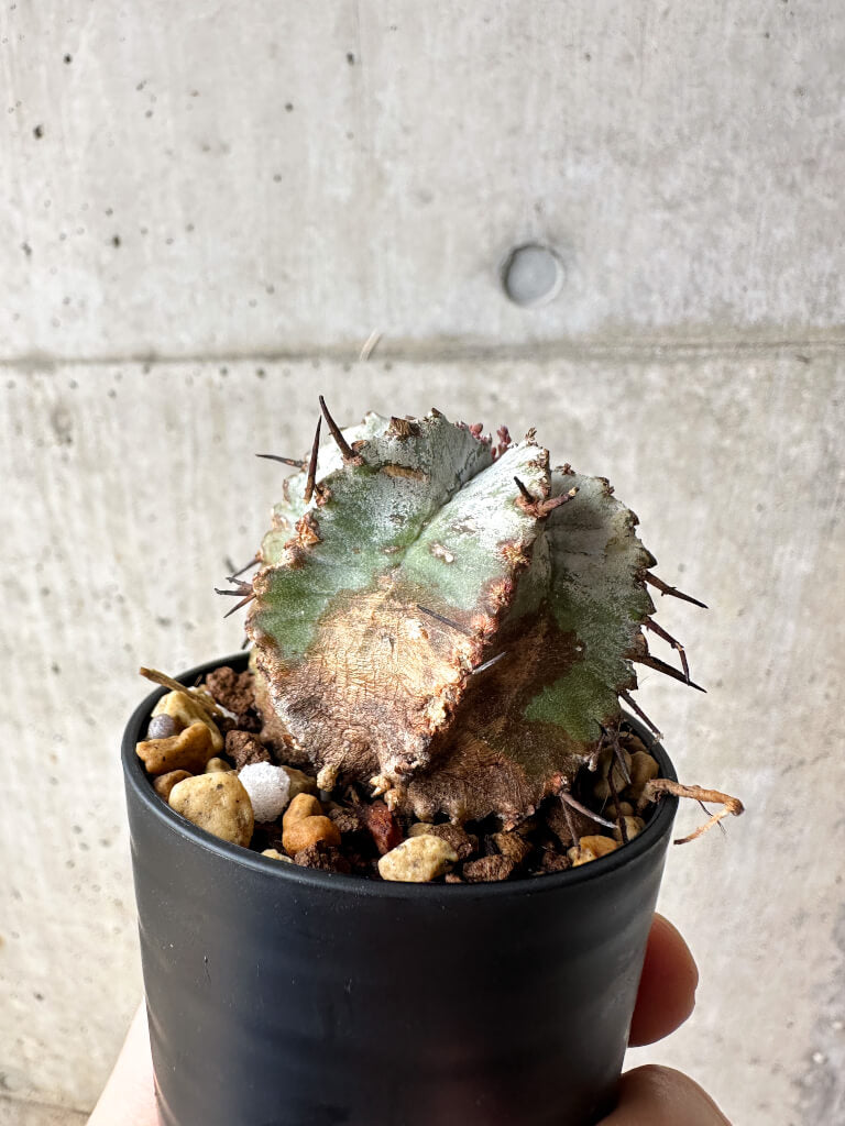 【現品限り】ユーフォルビア・ホリダ・アルバ【S23】 Euphorbia horrida Alba