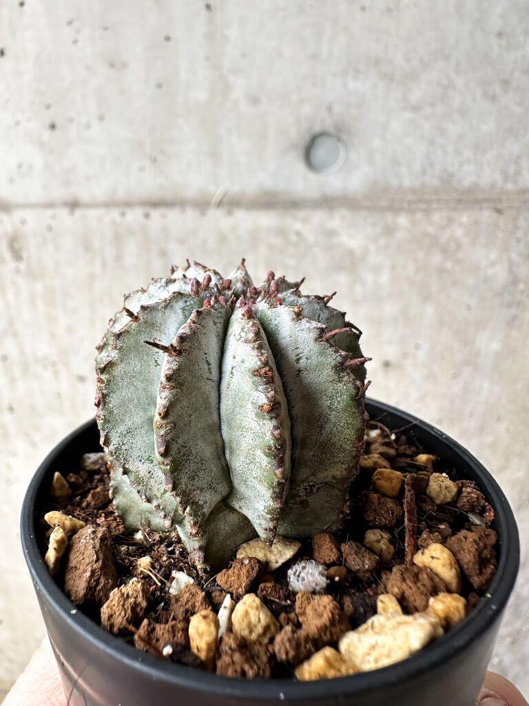 【現品限り】ユーフォルビア・ホリダ・アルバ【S24】 Euphorbia horrida Alba