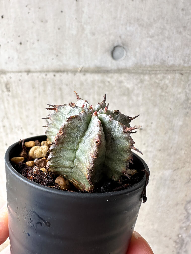 【現品限り】ユーフォルビア・ホリダ・アルバ【S25】 Euphorbia horrida Alba
