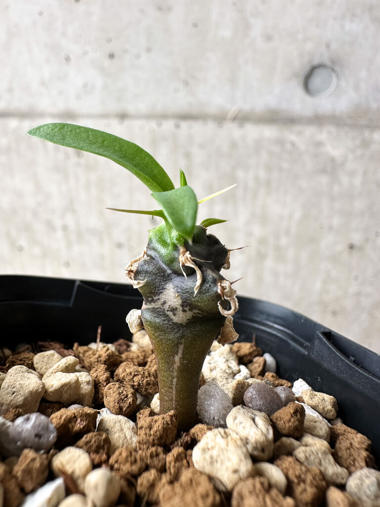 【現品限り】ユーフォルビア・ムランジーナ【S26】 Euphorbia mlanjeana