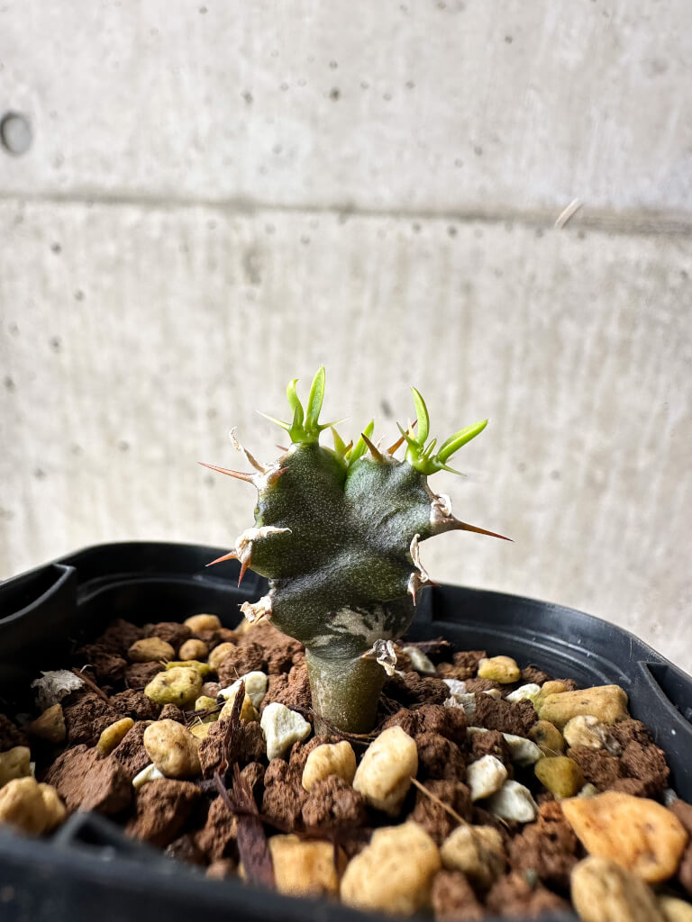 【現品限り】ユーフォルビア・ムランジーナ【S28】 Euphorbia mlanjeana