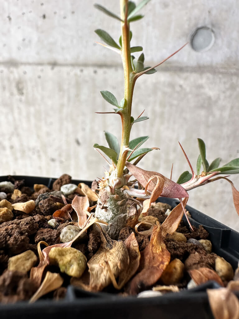 【現品限り】フォークイエリア・コルムナリス 観峰玉【S2】 Fouquieria columnaris