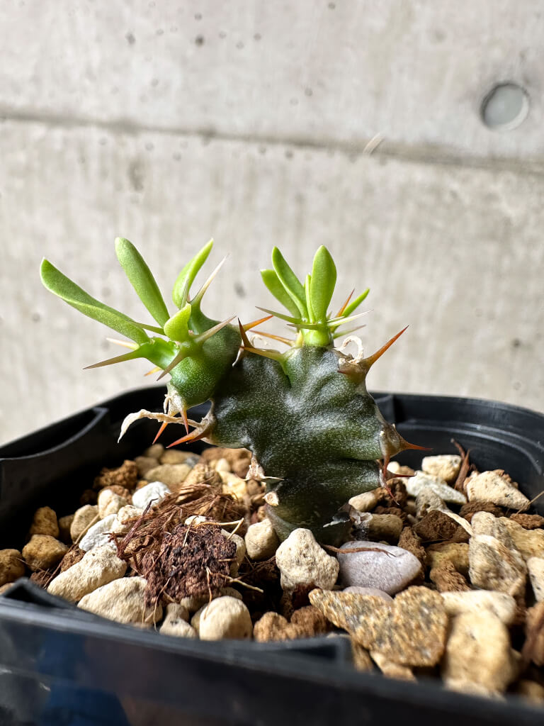 【現品限り】ユーフォルビア・ムランジーナ【S30】 Euphorbia mlanjeana