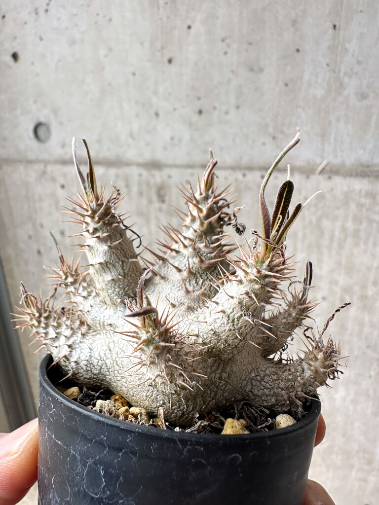 【現品限り】パキポディウム・グラキリス【S31】 Pachypodium gracilius
