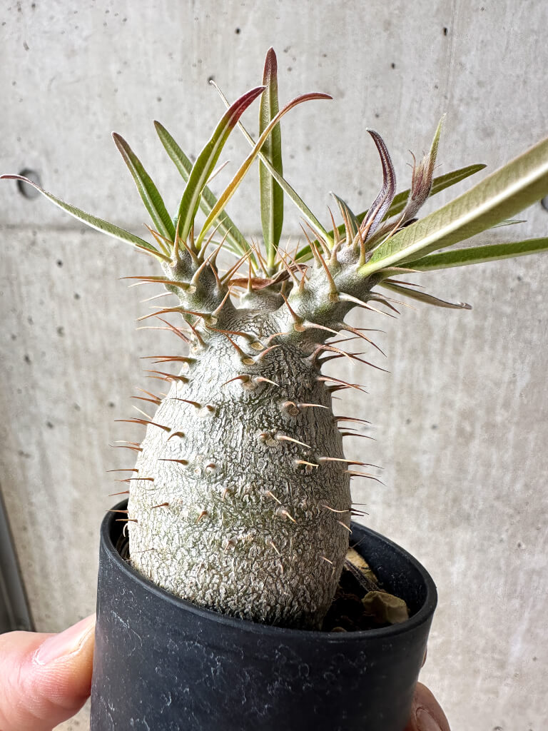 【現品限り】パキポディウム・グラキリス【S32】 Pachypodium gracilius
