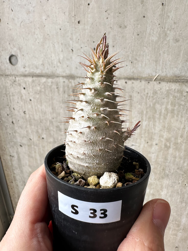現品限り】パキポディウム・グラキリス【S33】 Pachypodium gracilius