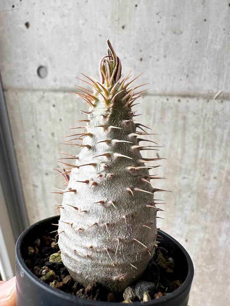 【現品限り】パキポディウム・グラキリス【S33】 Pachypodium gracilius