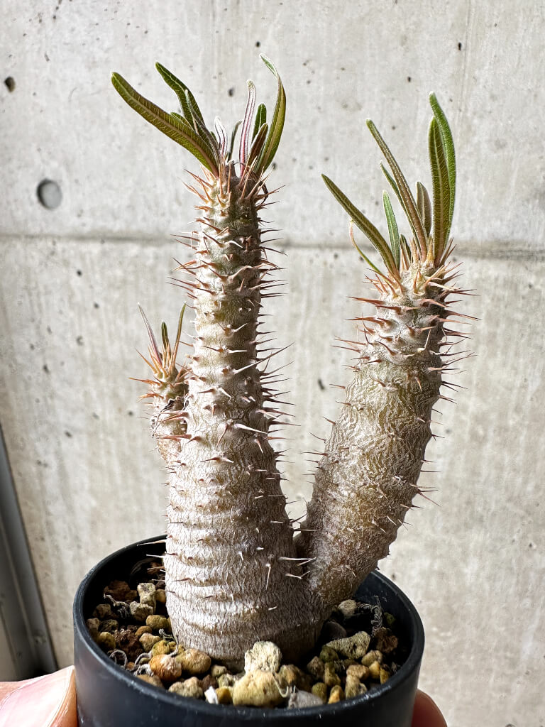 【現品限り】パキポディウム・グラキリス【S34】 Pachypodium gracilius