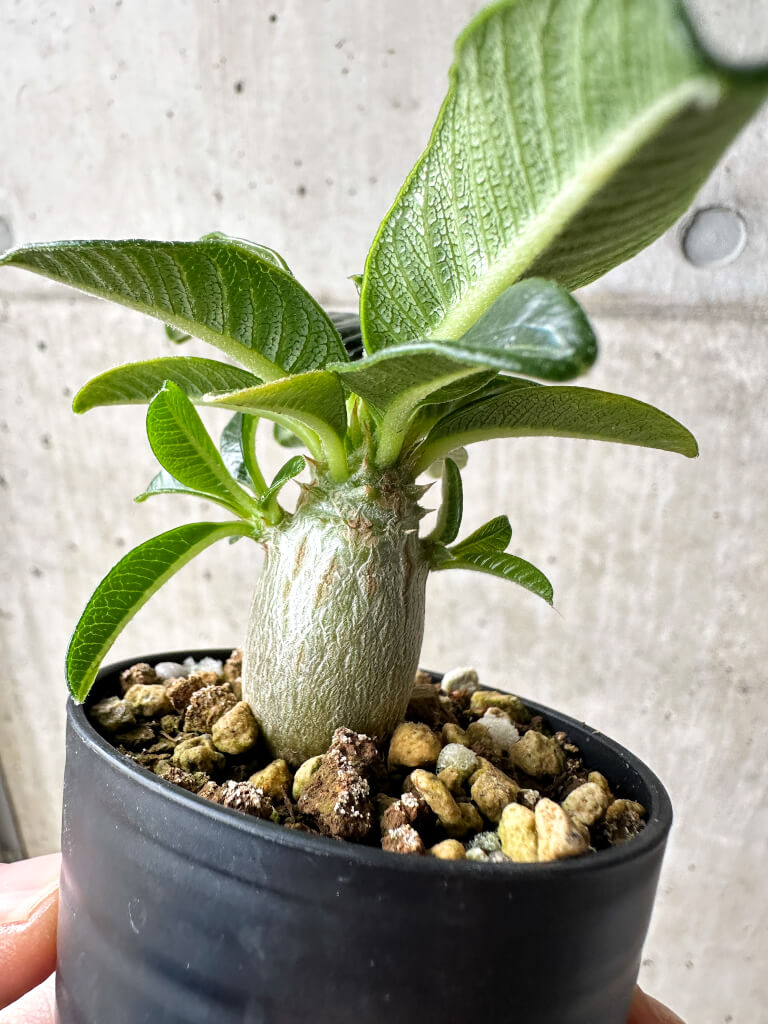【現品限り】パキポディウム・ウィンゾリー【S38】 Pachypodium windsorii