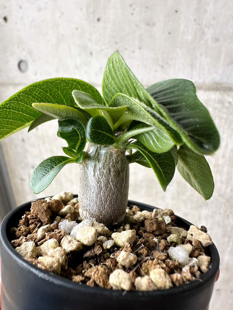 【現品限り】パキポディウム・ウィンゾリー【S39】 Pachypodium windsorii
