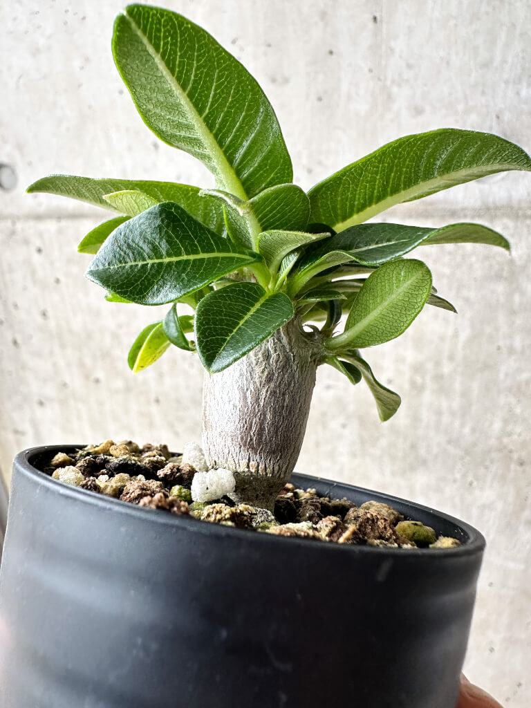 【現品限り】パキポディウム・ウィンゾリー【S40】 Pachypodium windsorii