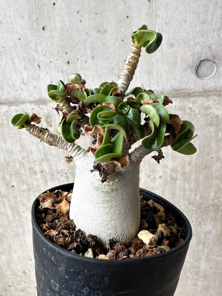 【現品限り】アデニウム・DHA 大株 葉巻 美肌【S42】 Adenium DHA