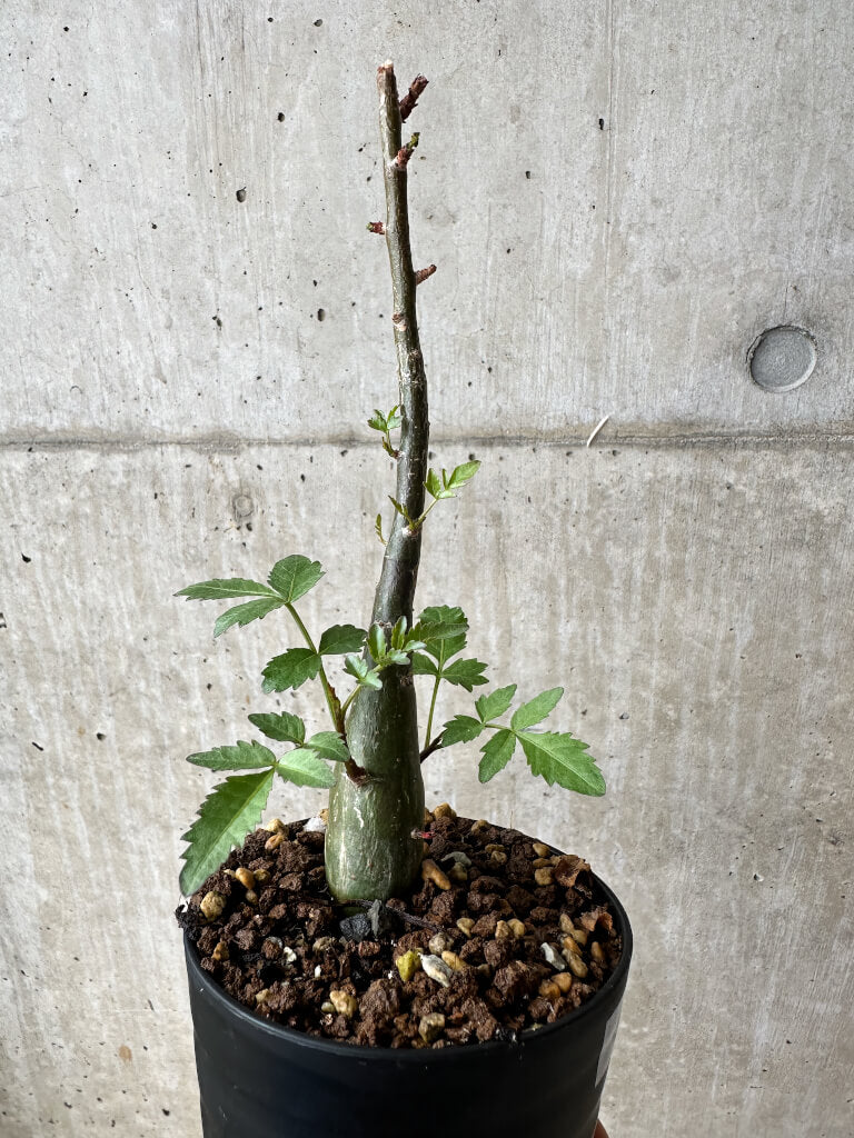 【現品限り】ブルセラ・ファガロイデス【S48】 Bursera fagaroides