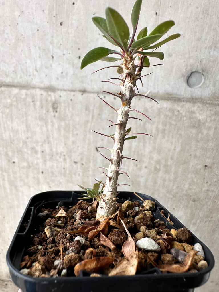 【現品限り】フォークイエリア・コルムナリス 観峰玉【S4】 Fouquieria columnaris