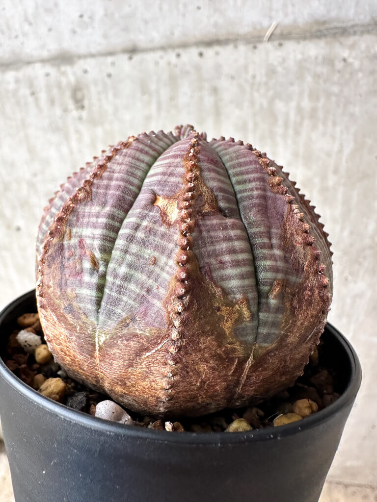 【現品限り】ユーフォルビア・オベサ【S50】 Euphorbia obesa