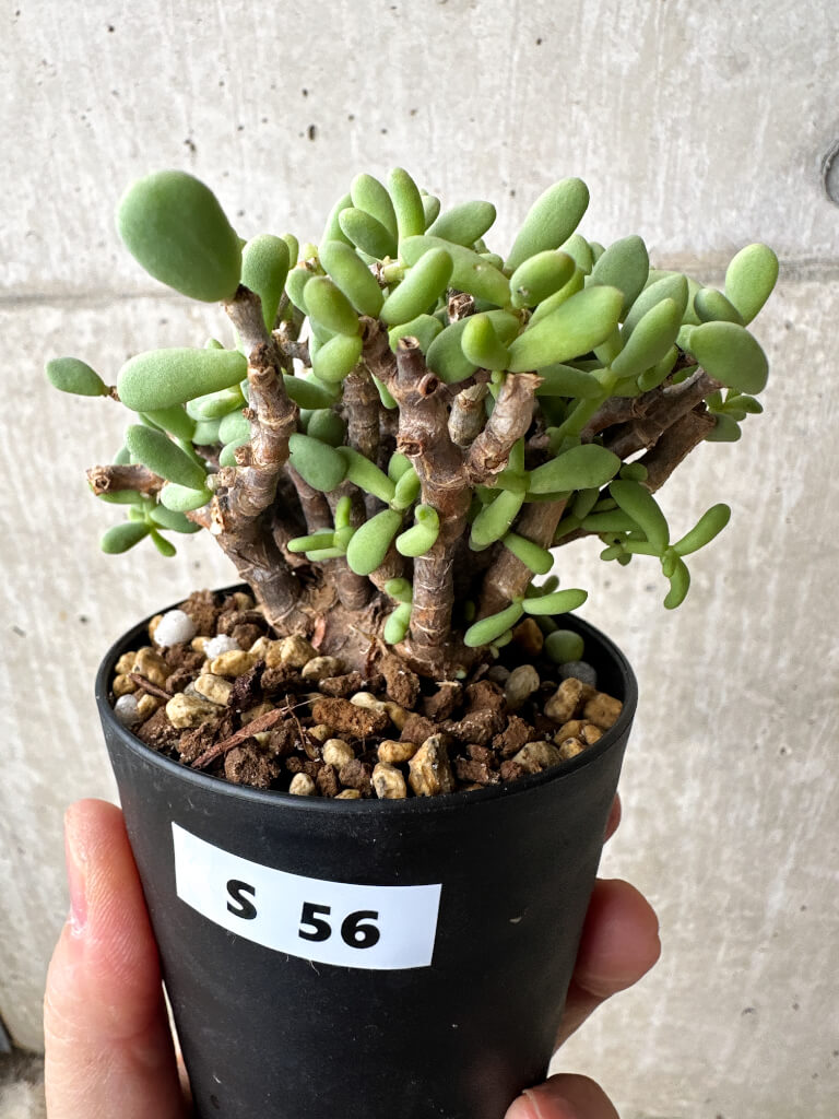 現品限り】ケラリア・ピグマエア 現地株【S56】 Ceraria pygmaea 塊根
