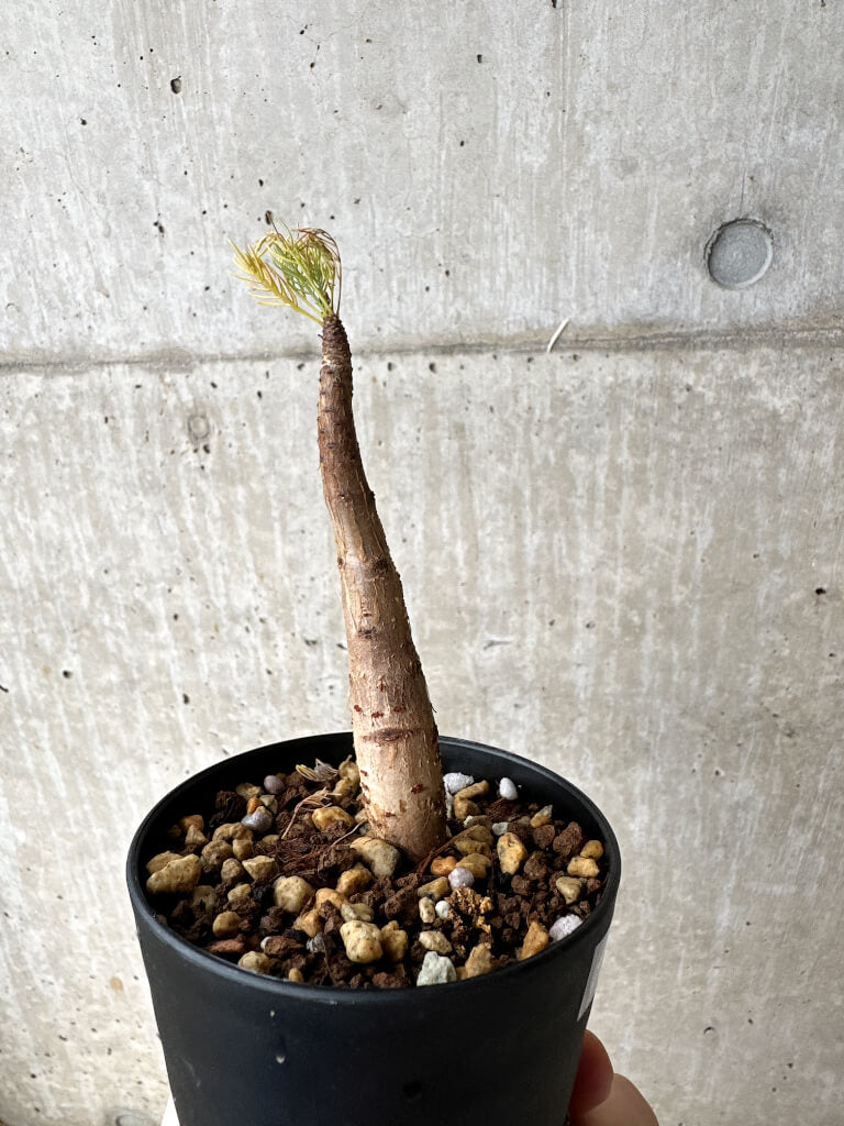 【現品限り】コミフォラ・クラウセリアーナ【S57】 Commiphora kraeuseliana