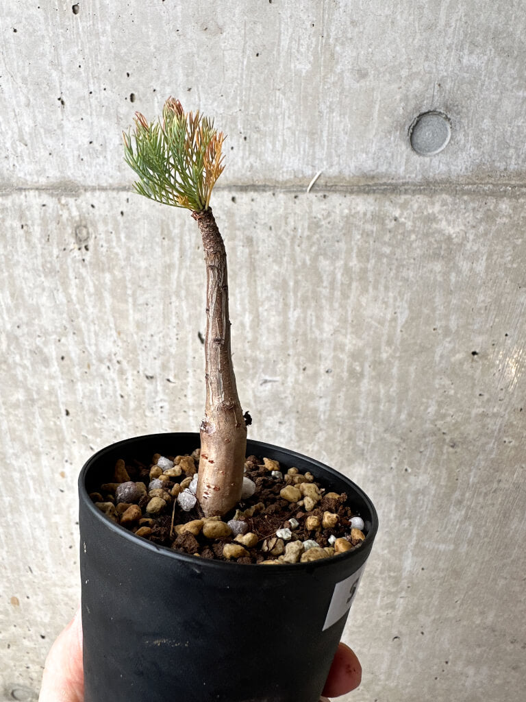 【現品限り】コミフォラ・クラウセリアーナ【S58】 Commiphora kraeuseliana