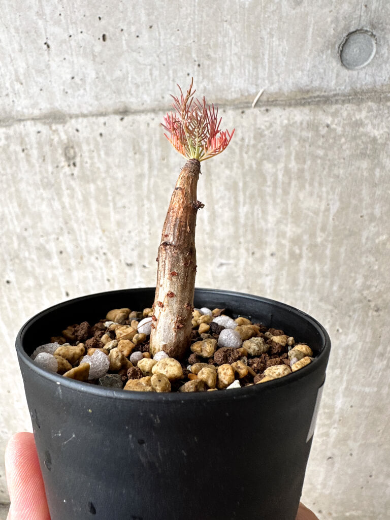 【現品限り】コミフォラ・クラウセリアーナ【S59】 Commiphora kraeuseliana