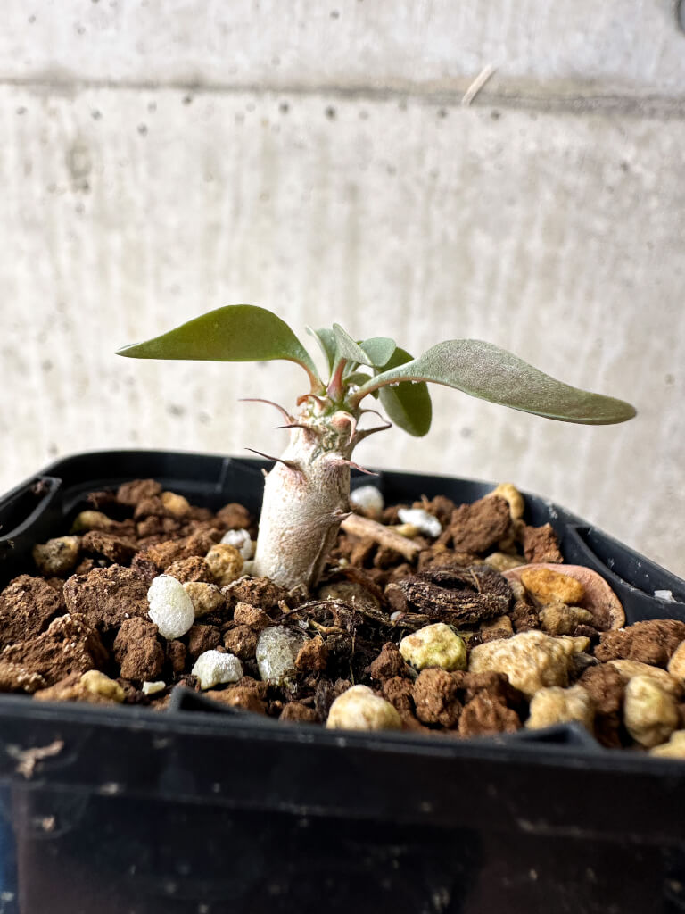 【現品限り】フォークイエリア・コルムナリス 観峰玉【S5】 Fouquieria columnaris