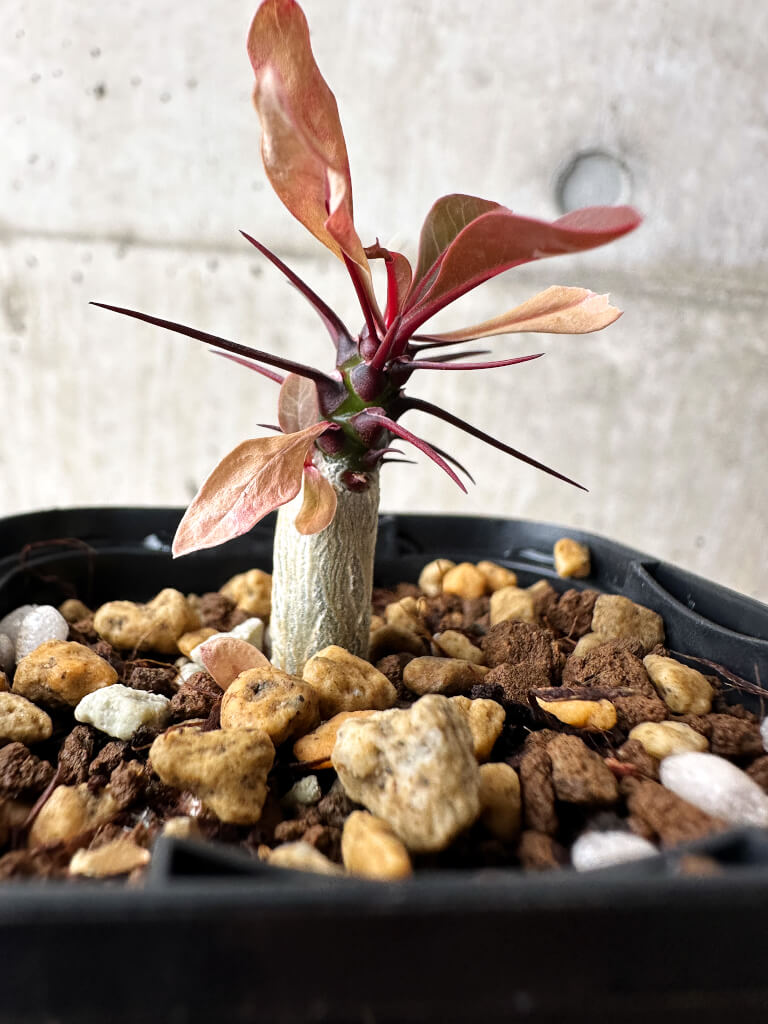 【現品限り】フォークイエリア・ファシクラータ【S6】 Fouquieria fasciculata