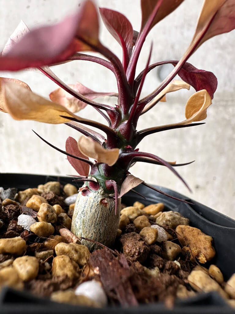 【現品限り】フォークイエリア・ファシクラータ【S7】 Fouquieria fasciculata