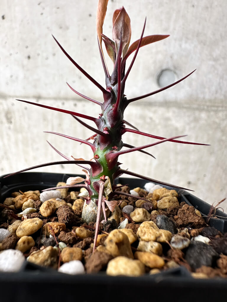 【現品限り】フォークイエリア・ファシクラータ【S8】 Fouquieria fasciculata