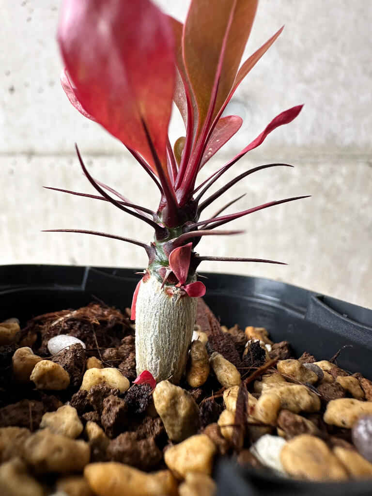 【現品限り】フォークイエリア・ファシクラータ【S9】 Fouquieria fasciculata