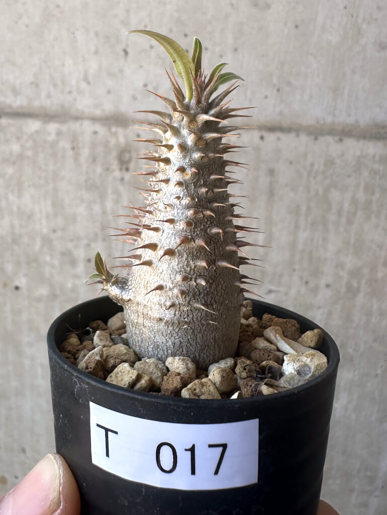 現品限り】パキポディウム・マカイエンセ【T17】 Pachypodium