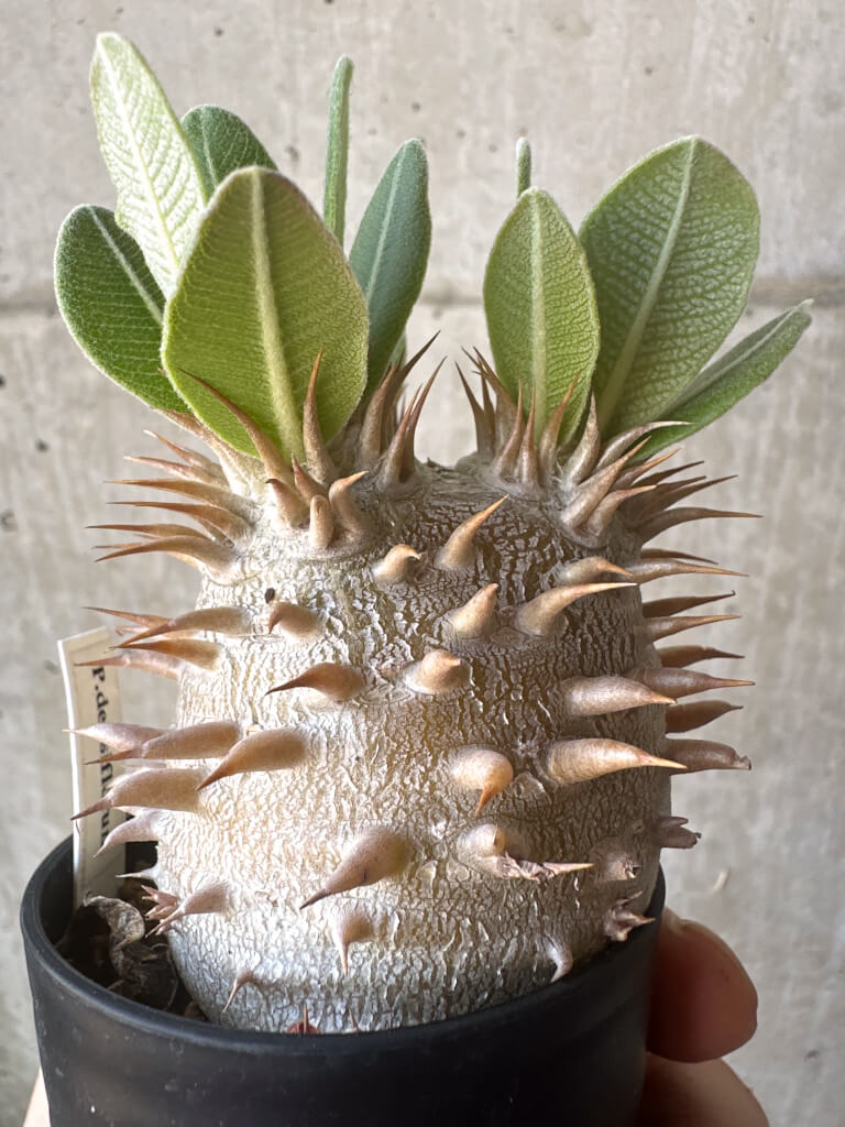 【現品限り】パキポディウム・デンシフローラム【T23】 Pachypodium densiflorum
