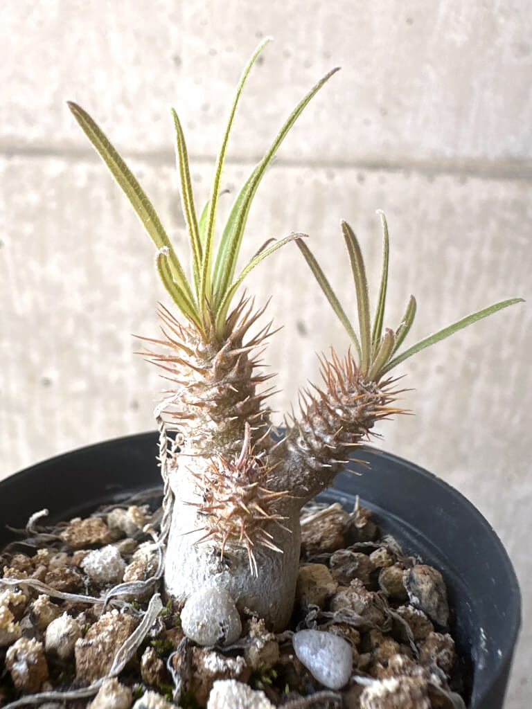 【現品限り】パキポディウム・グラキリス【T24】 Pachypodium gracilius