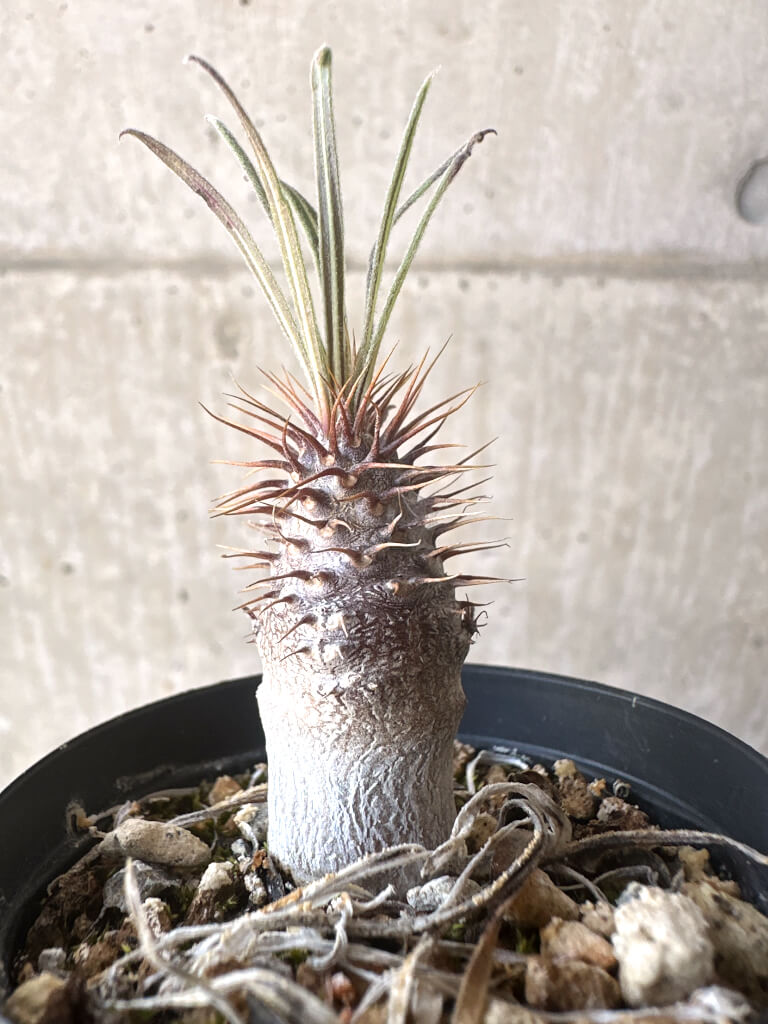 【現品限り】パキポディウム・グラキリス【T25】 Pachypodium gracilius