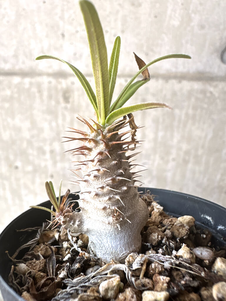 【現品限り】パキポディウム・グラキリス【T26】 Pachypodium gracilius