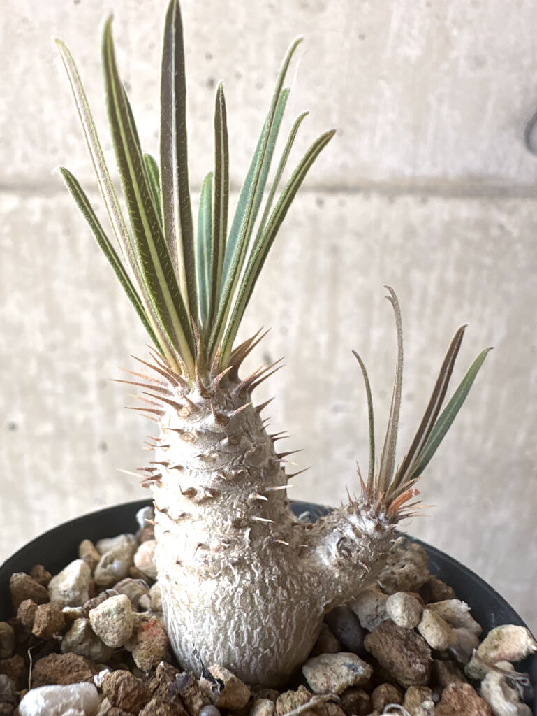【現品限り】パキポディウム・グラキリス【T27】 Pachypodium gracilius