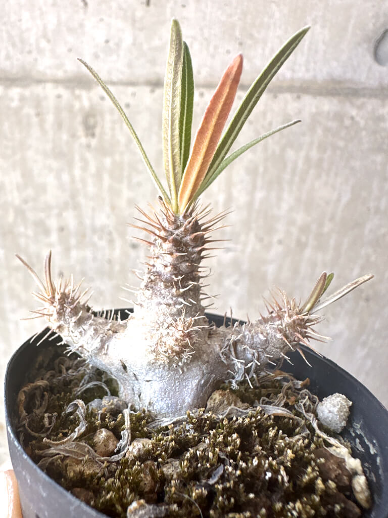 【現品限り】パキポディウム・グラキリス【T28】 Pachypodium gracilius