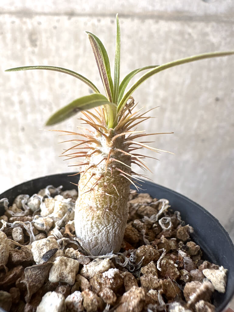 【現品限り】パキポディウム・グラキリス【T29】 Pachypodium gracilius