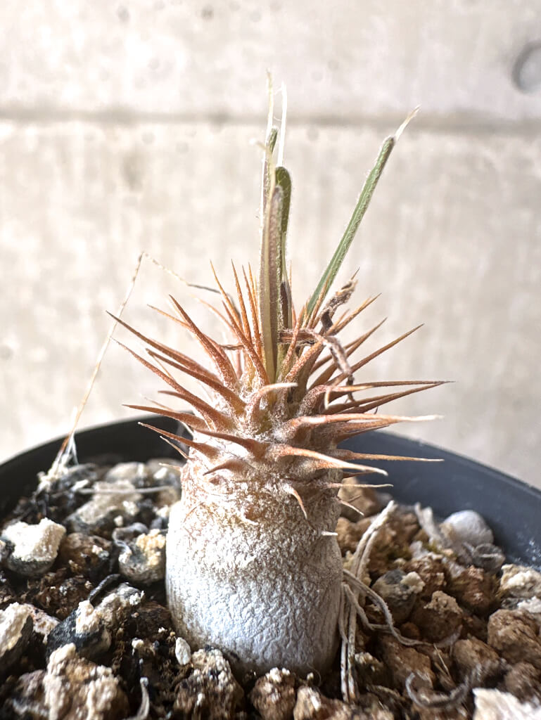 【現品限り】パキポディウム・グラキリス【T31】 Pachypodium gracilius