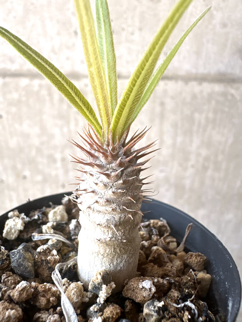 【現品限り】パキポディウム・グラキリス【T32】 Pachypodium gracilius