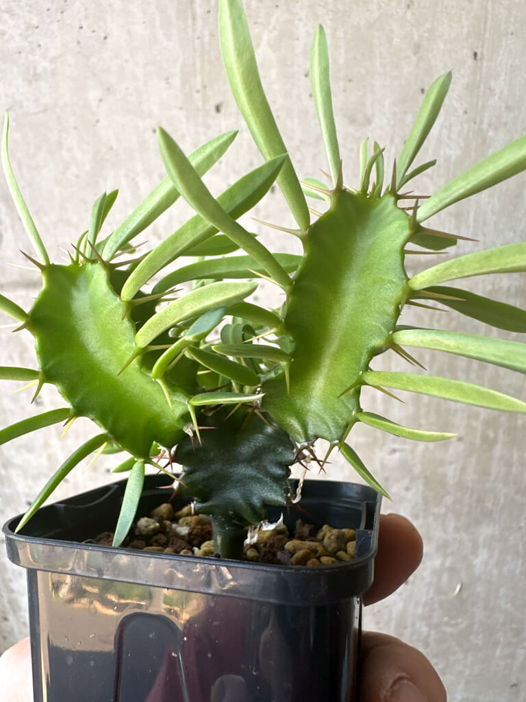 【現品限り】ユーフォルビア・ムランジーナ 実生【T39】 Euphorbia mlanjeana
