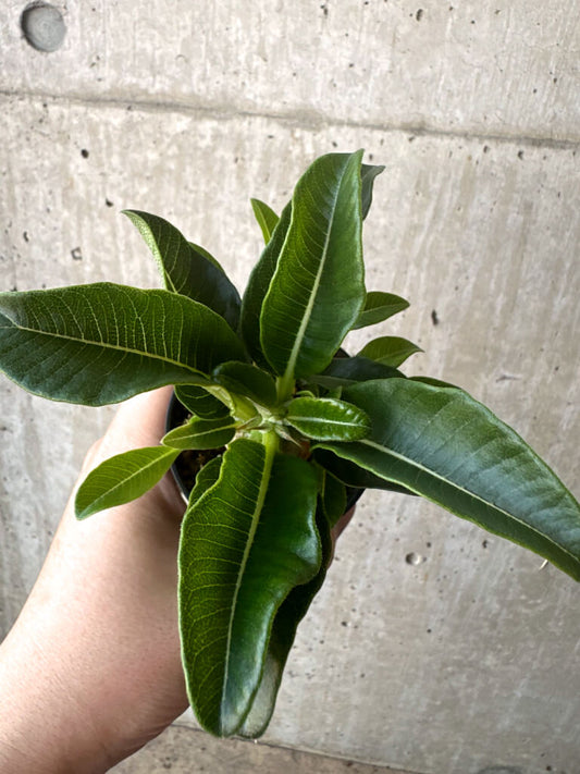 【現品限り】パキポディウム・ウィンゾリー 実生【T41】 Pachypodium windsorii