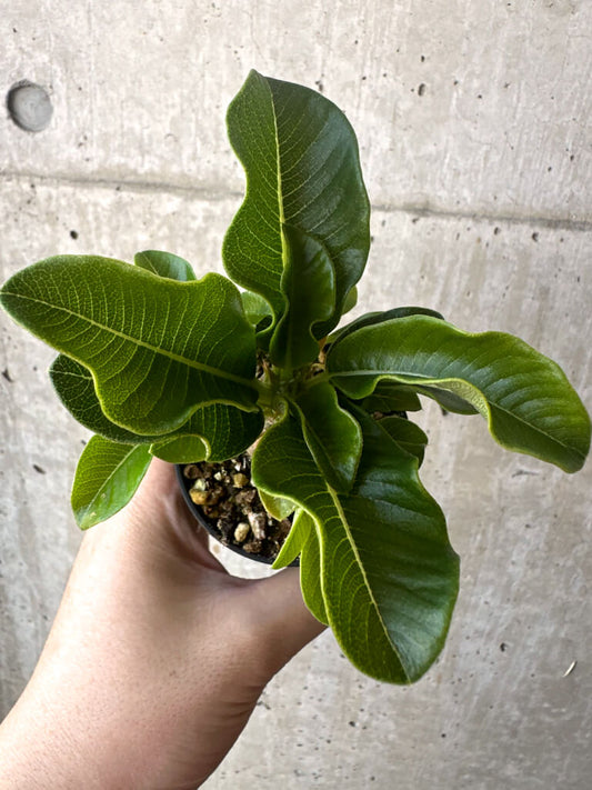 【現品限り】パキポディウム・ウィンゾリー 実生【T42】 Pachypodium windsorii