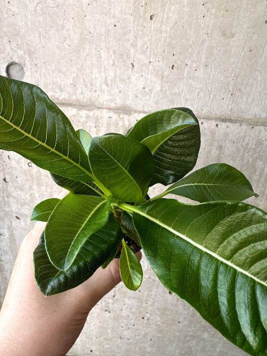 【現品限り】パキポディウム・ウィンゾリー 実生【T43】 Pachypodium windsorii