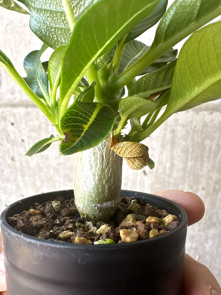 【現品限り】パキポディウム・ウィンゾリー 実生【T43】 Pachypodium windsorii