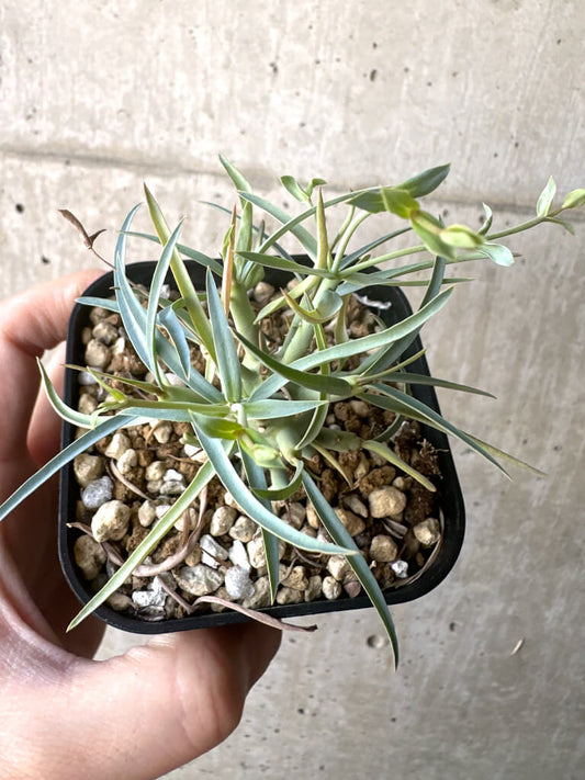 【現品限り】ユーフォルビア・エチュベルクローサ【T45】 Euphorbia etuberculosa