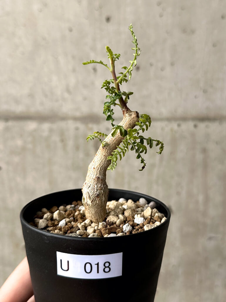 現品限り】ボスウェリア・ネグレクタ 実生【U18】 Boswellia neglecta