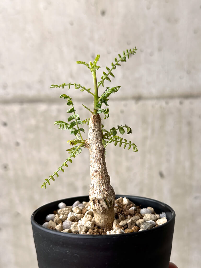 【現品限り】ボスウェリア・ネグレクタ 実生【U18】 Boswellia neglecta